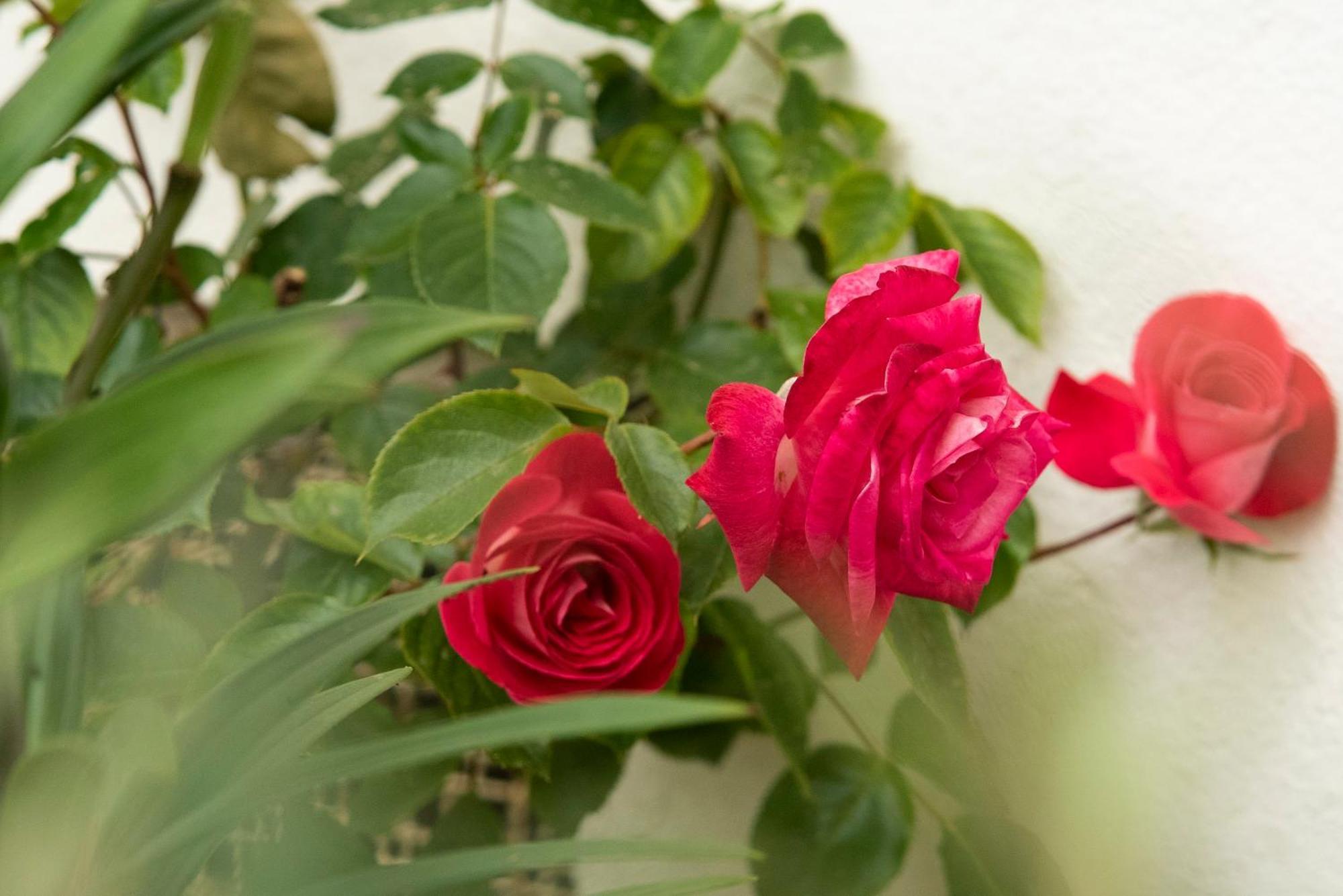 Growth House Bed and Breakfast OOporto Exteriör bild